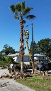 palm tree pruning services gold coast